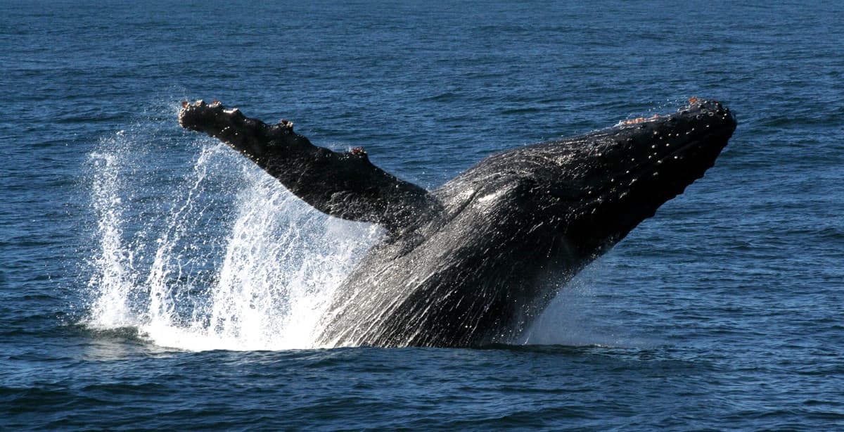 Jungle & coast: a Corcovado odyssey