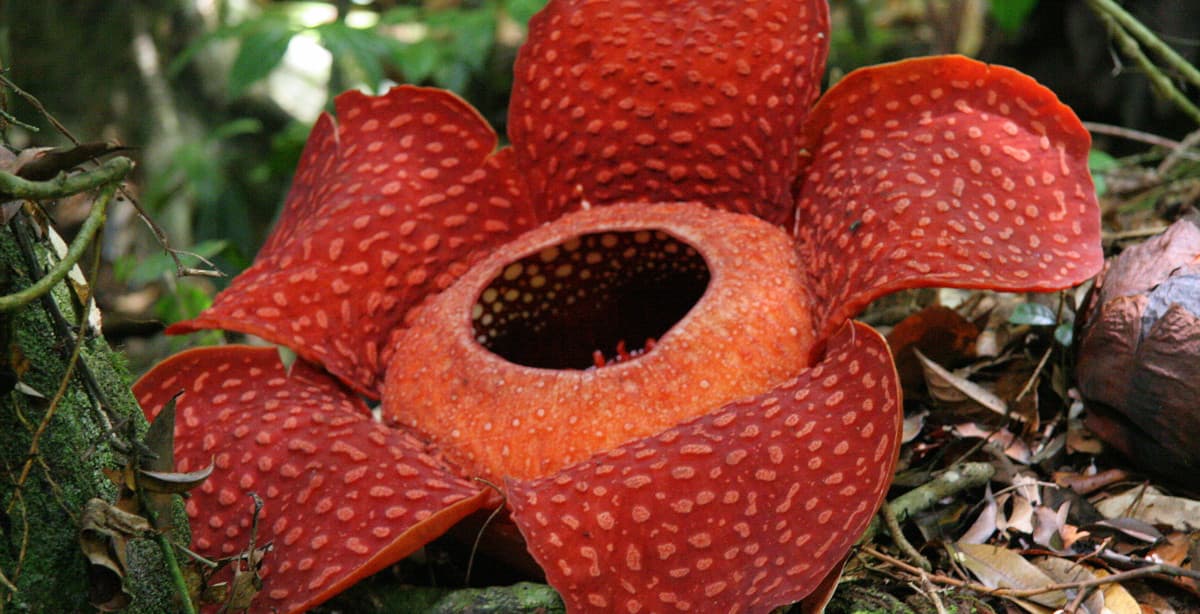 The regions of Sarawak & Sabah: 14-day jungle discovery tour