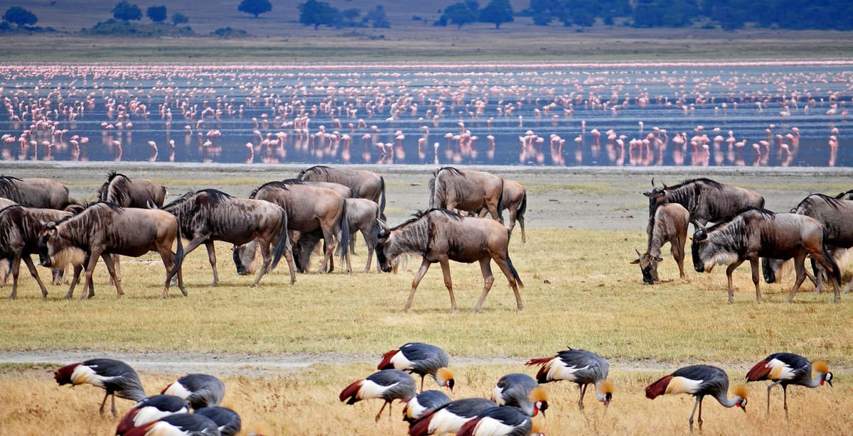 Tansania Safari & Sansibar: Wanderung der Tierherden