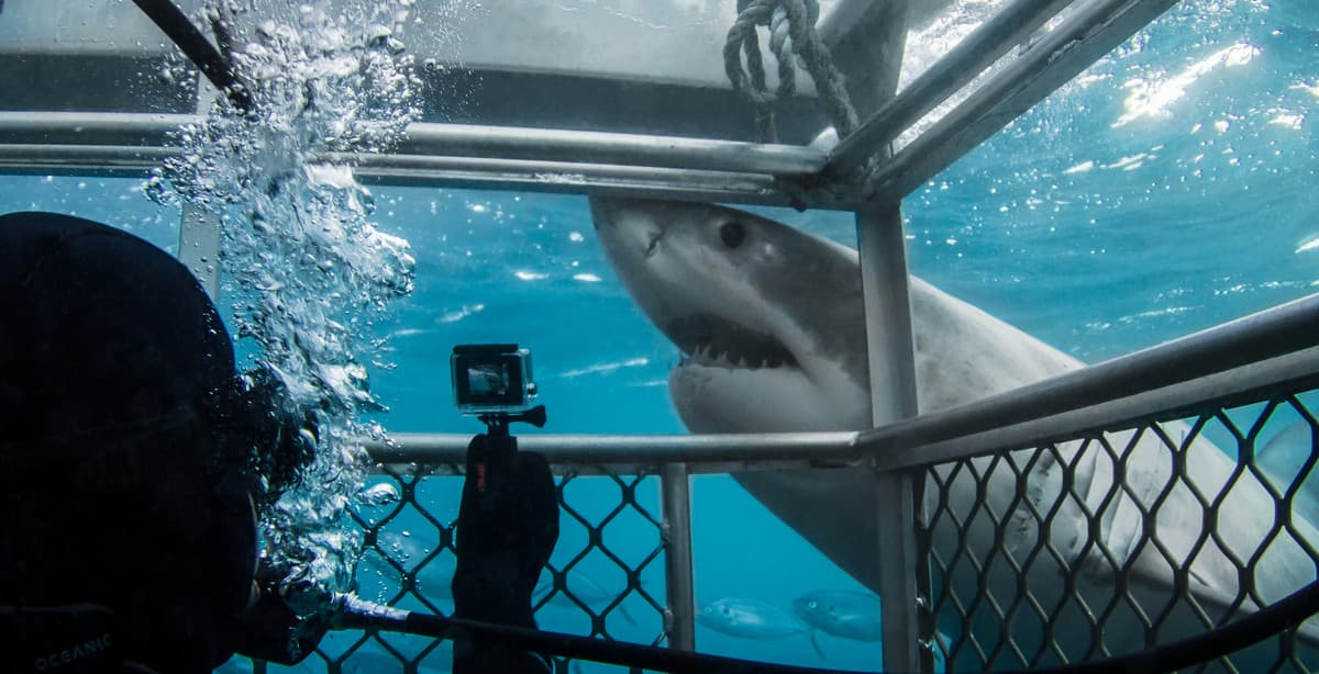 Kapstadt - Abenteuerliche Tauch Tour