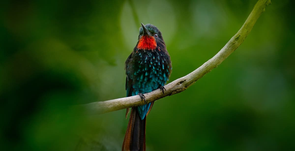 Uganda rainforest bird-watching