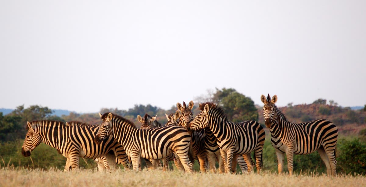 Magic of Botswana: budget-friendly wildlife adventure