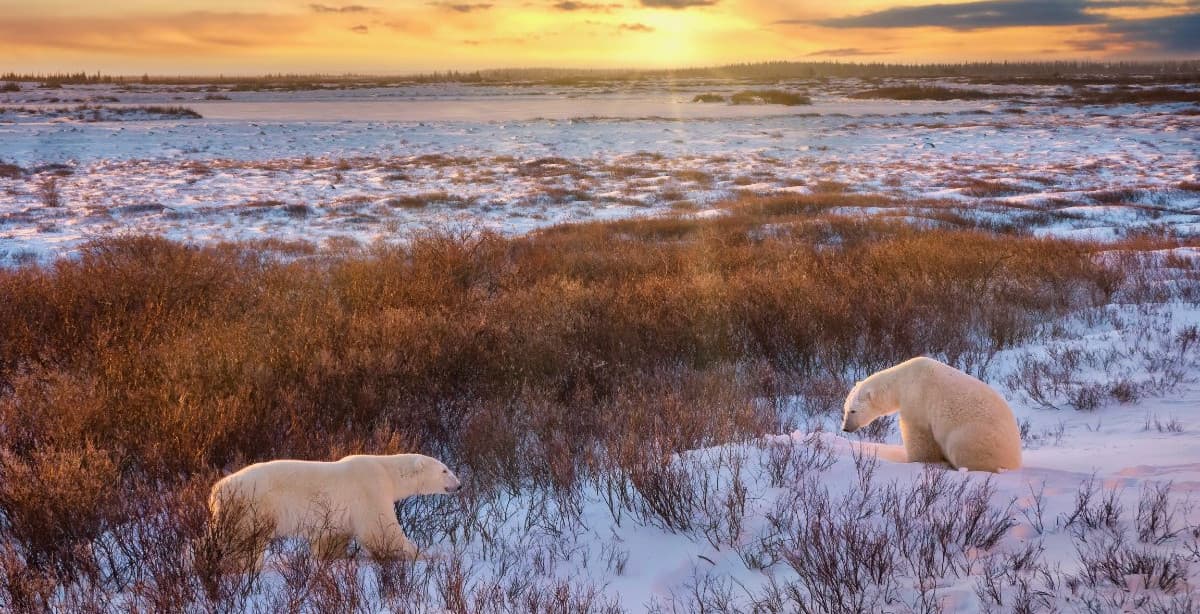 Meet the polar bears of Hudson Bay