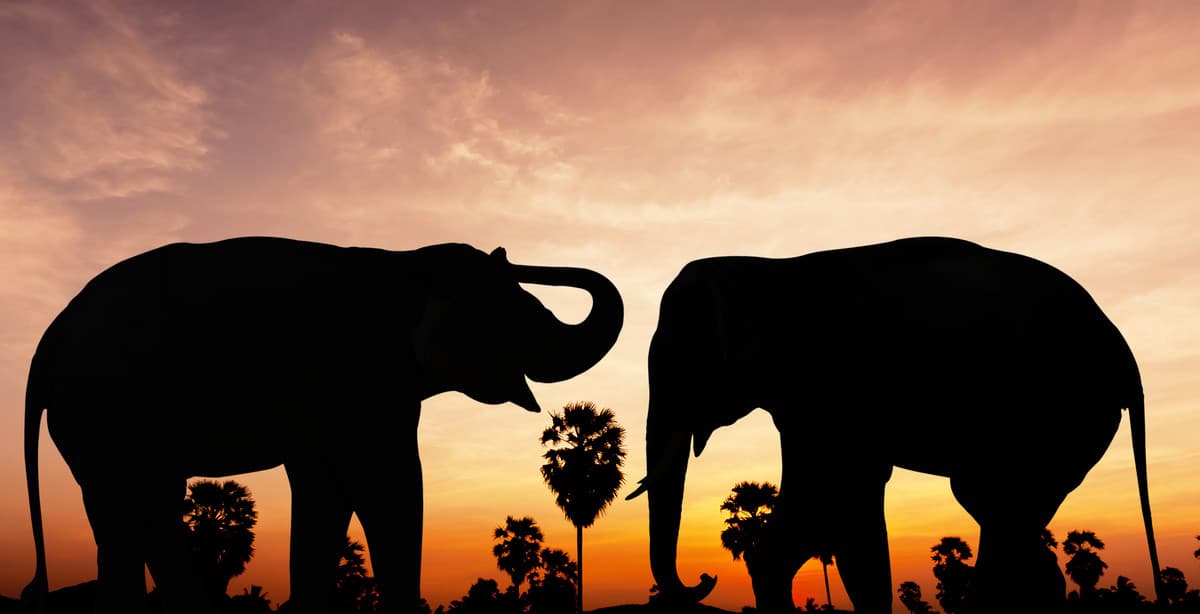 Deep-dive into Cambodian culture & wildlife