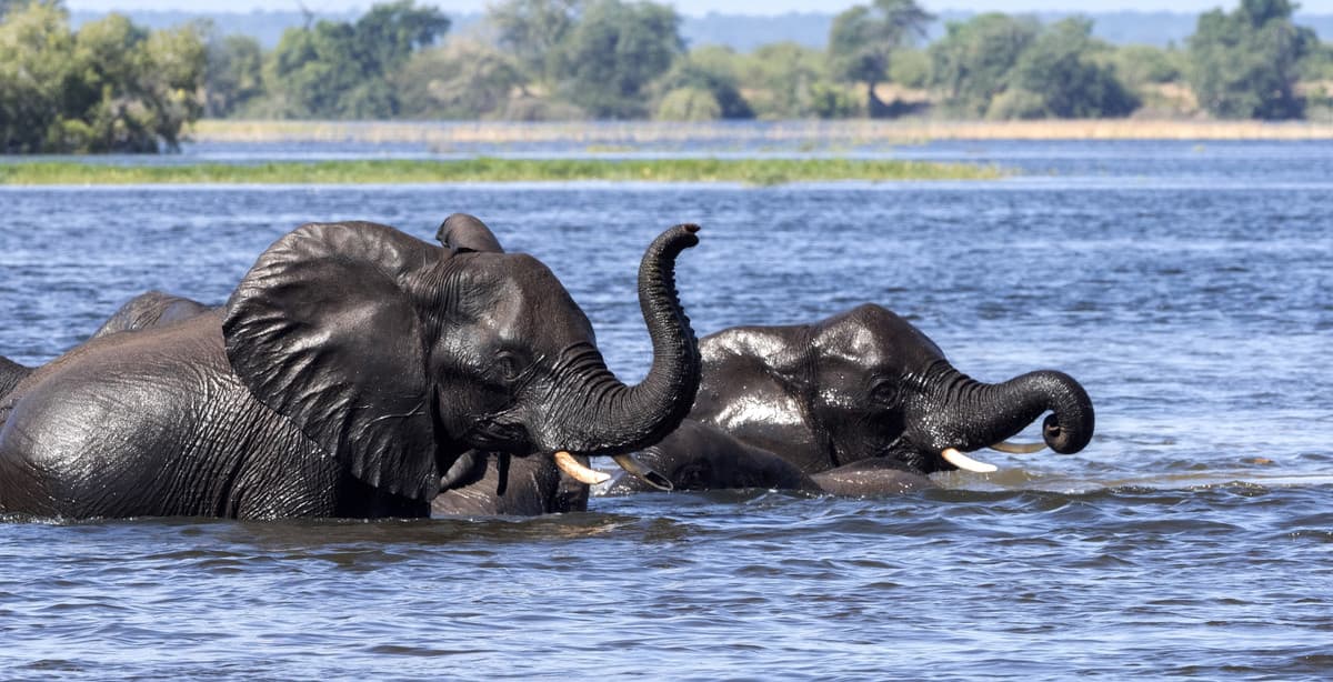 Classic Victoria Falls & Botswana safari tour