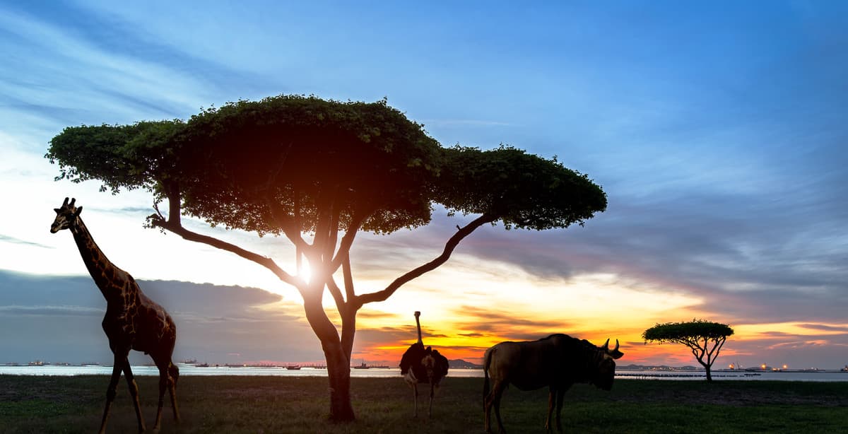 Tanzania's highlights: a 5-day adventure