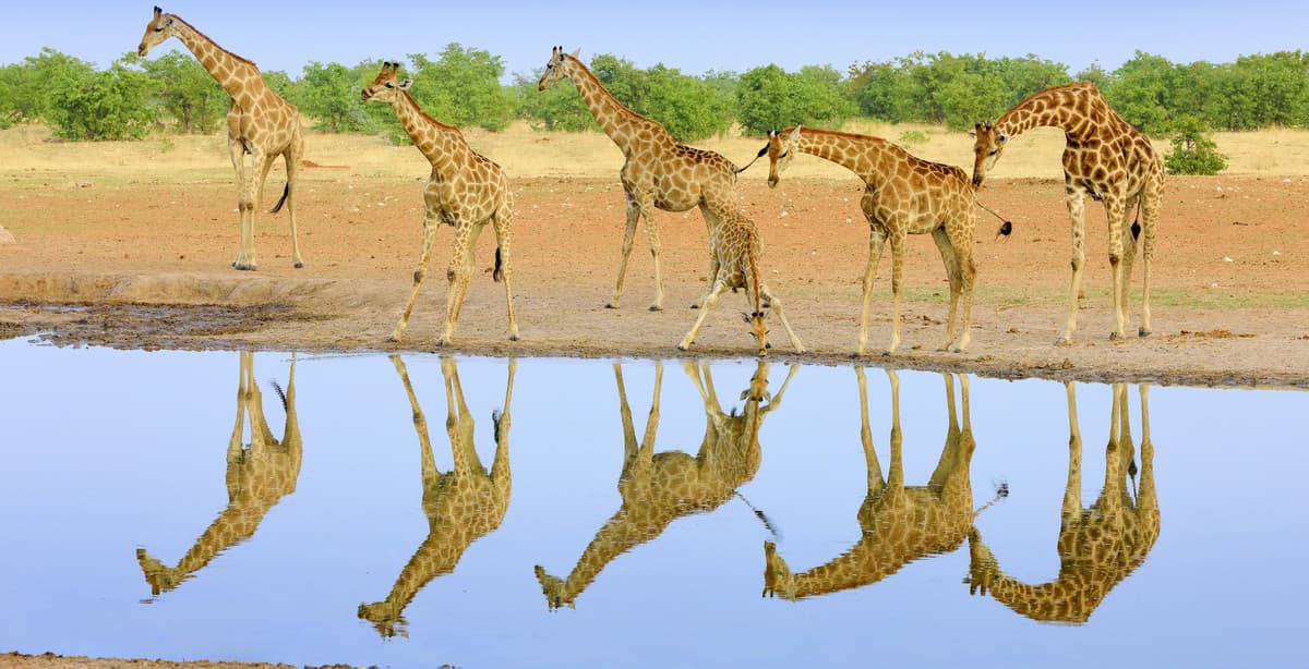 Wildlife wanderlust: a safari through Namibia