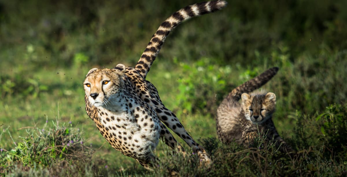 7-Day Ultimate Tanzania Safari