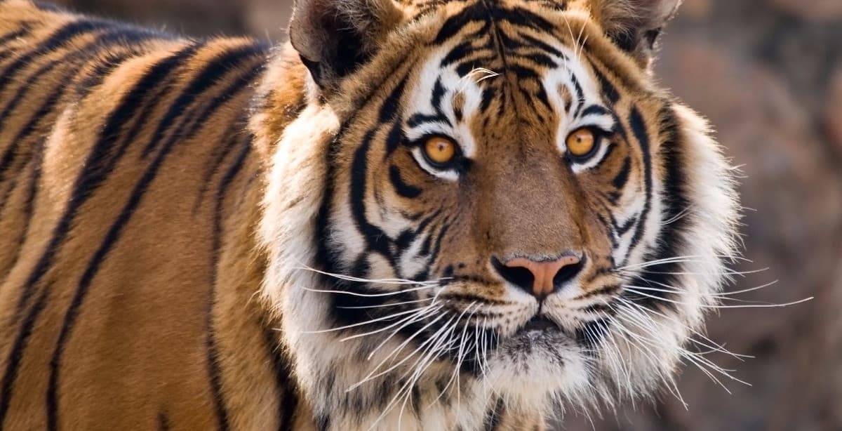 Tiger Indiens & Kultur Rajasthans & Varanasi