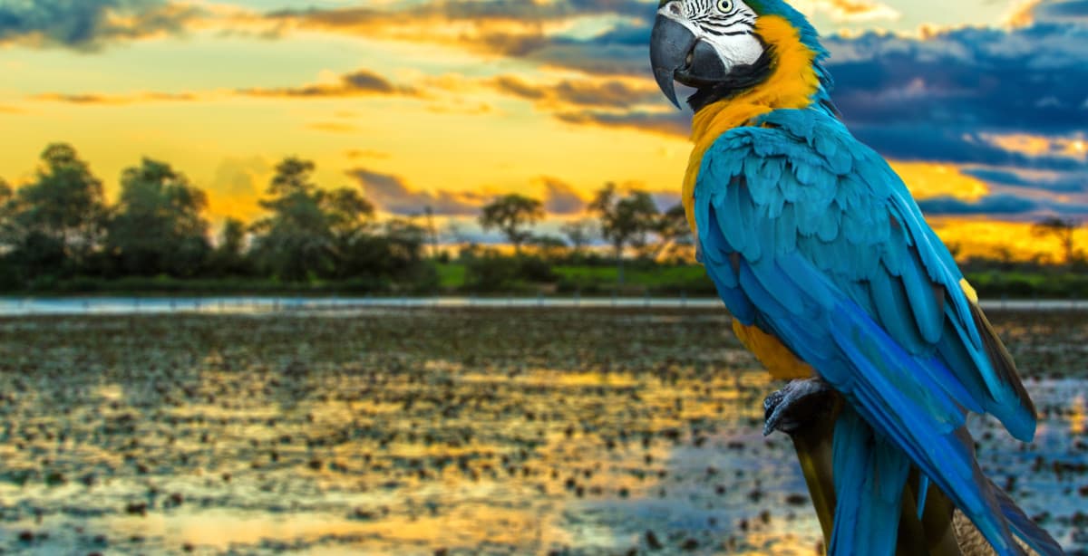 Die Anden und der peruanische Dschungel