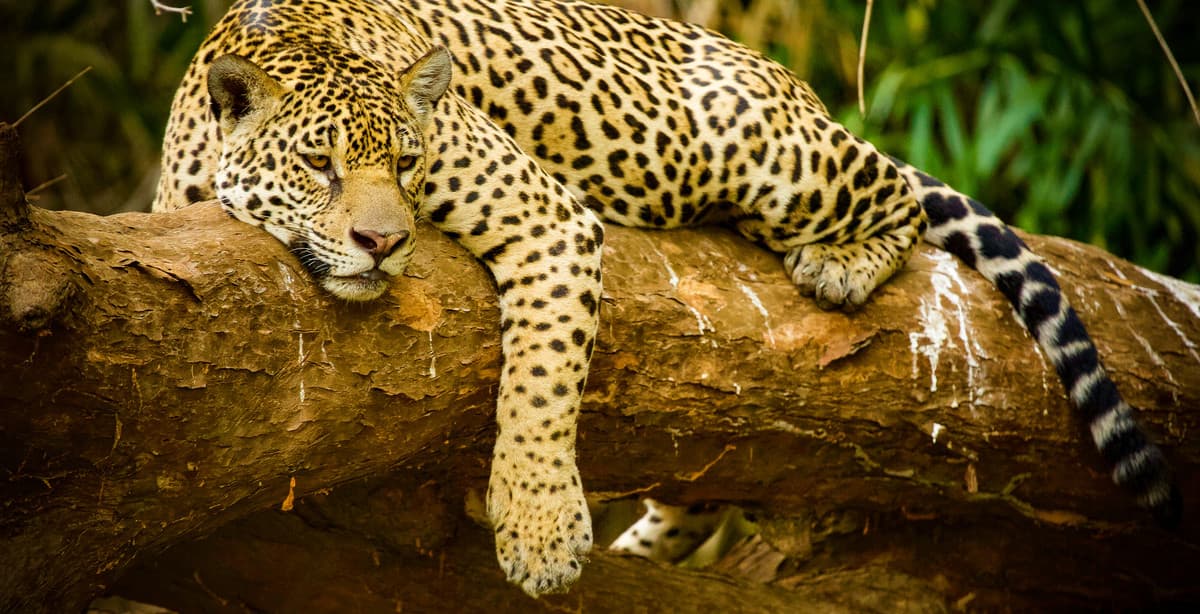 Brazil's wildlife: northern Pantanal tour