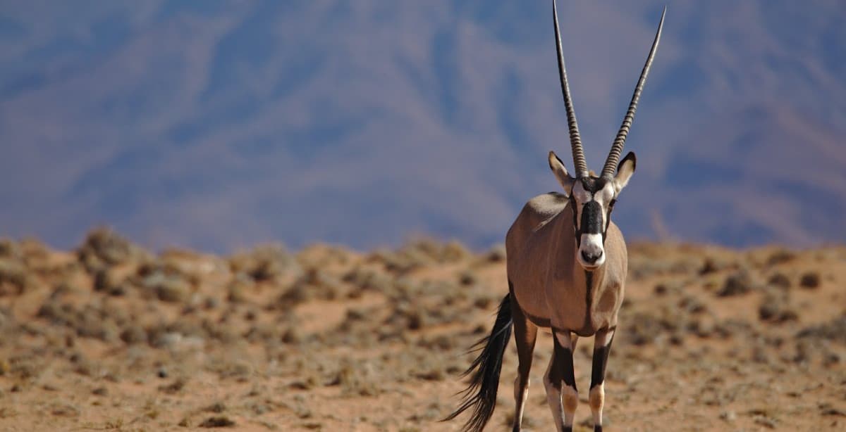 Highlights of Namibia self-drive