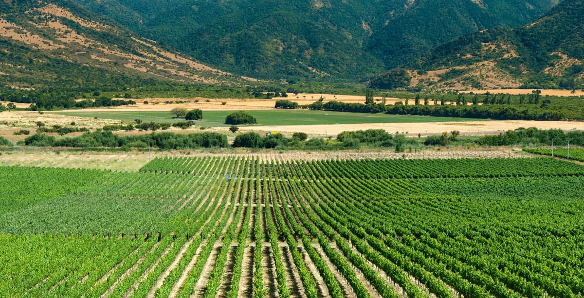 Chile & Argentina: into the land of wines