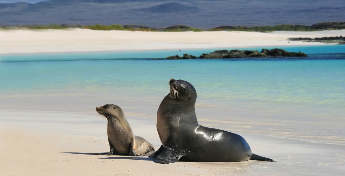 Highlights von Ecuador, Galapagos & Kolumbien
