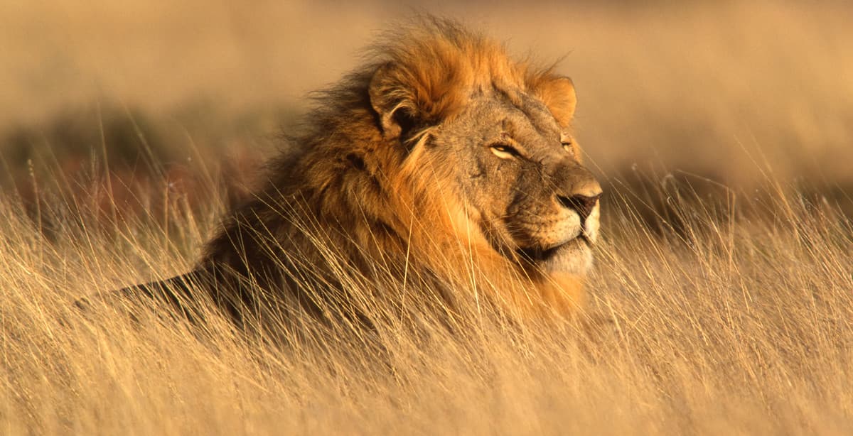 5 Tage 4 Nächte Etosha Nationalpark