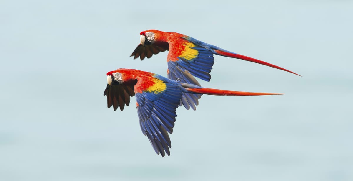 Ultimate wildlife & nature self-drive in Costa Rica