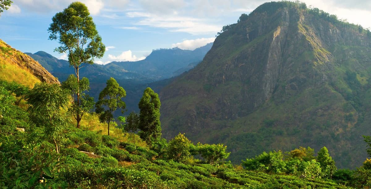 Sri Lanka Intensivreise zu 7 UNESCO Stätten