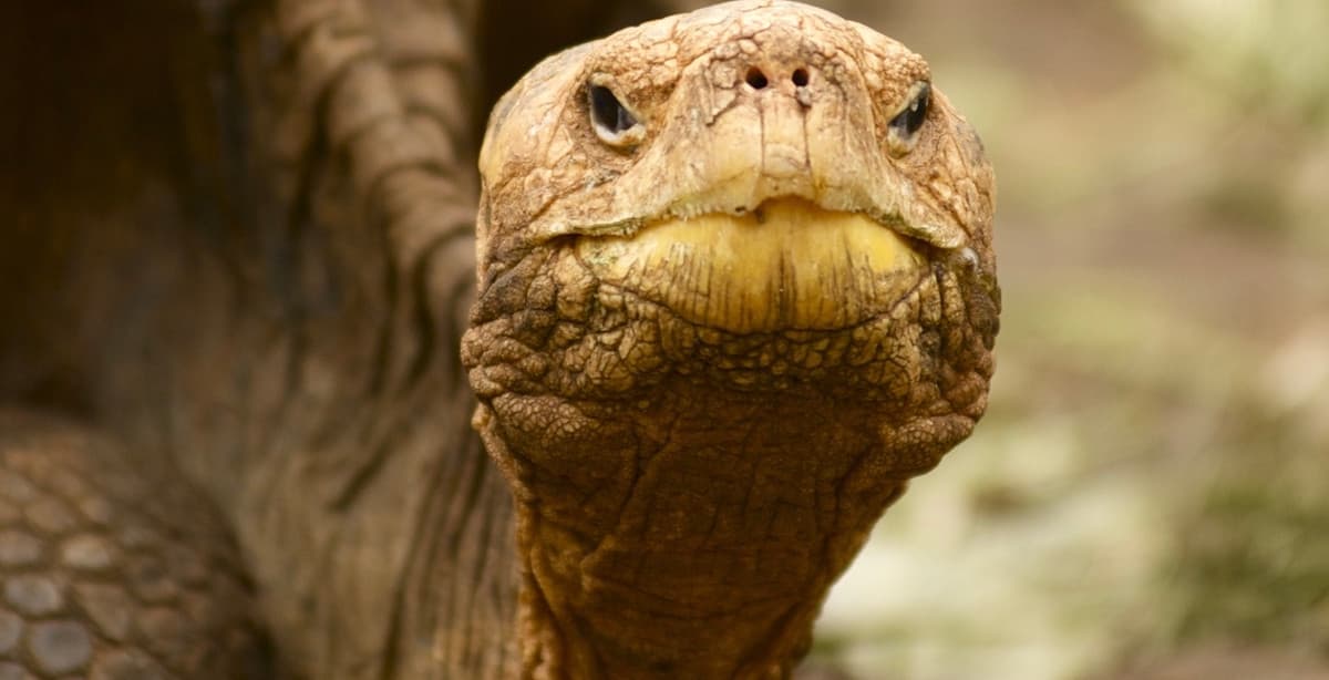 Galapagos tour: amazing wildlife encounters