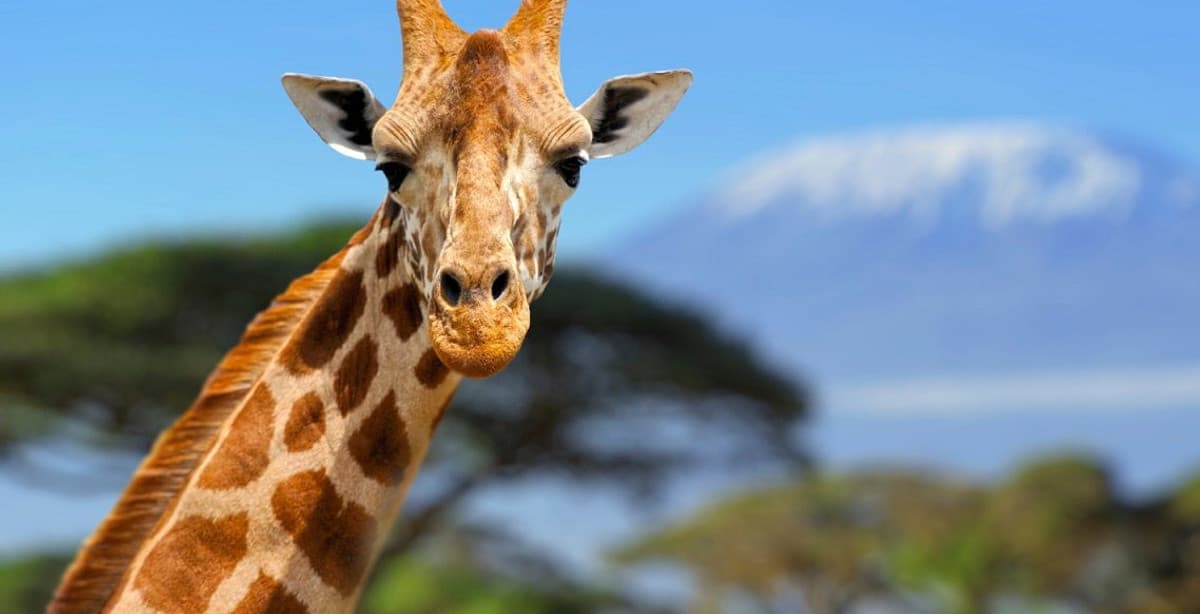 Safari Abenteuer im Norden von Tansania