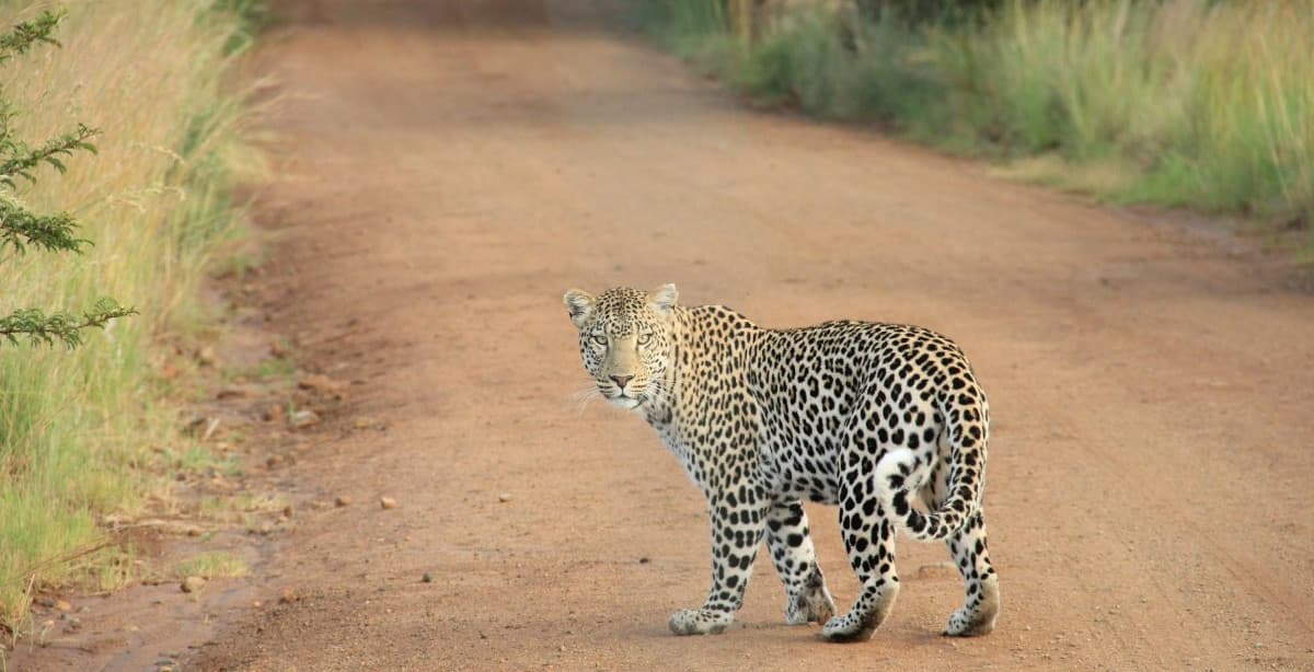 Glamping, leopards & birdwatching in India