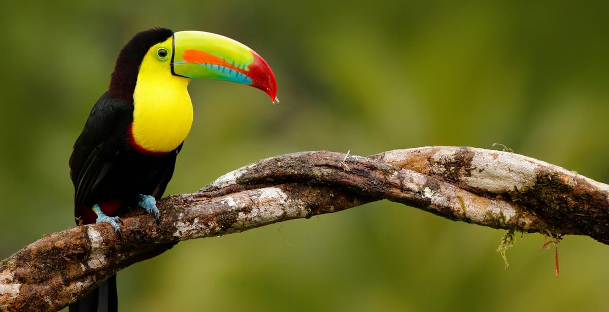 Belize birdwatching & wildlife tour