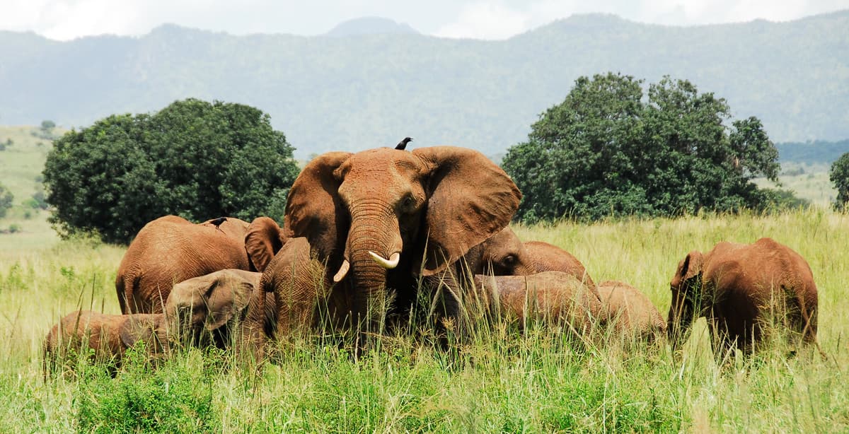 21-day wildlife & culture Uganda explorer