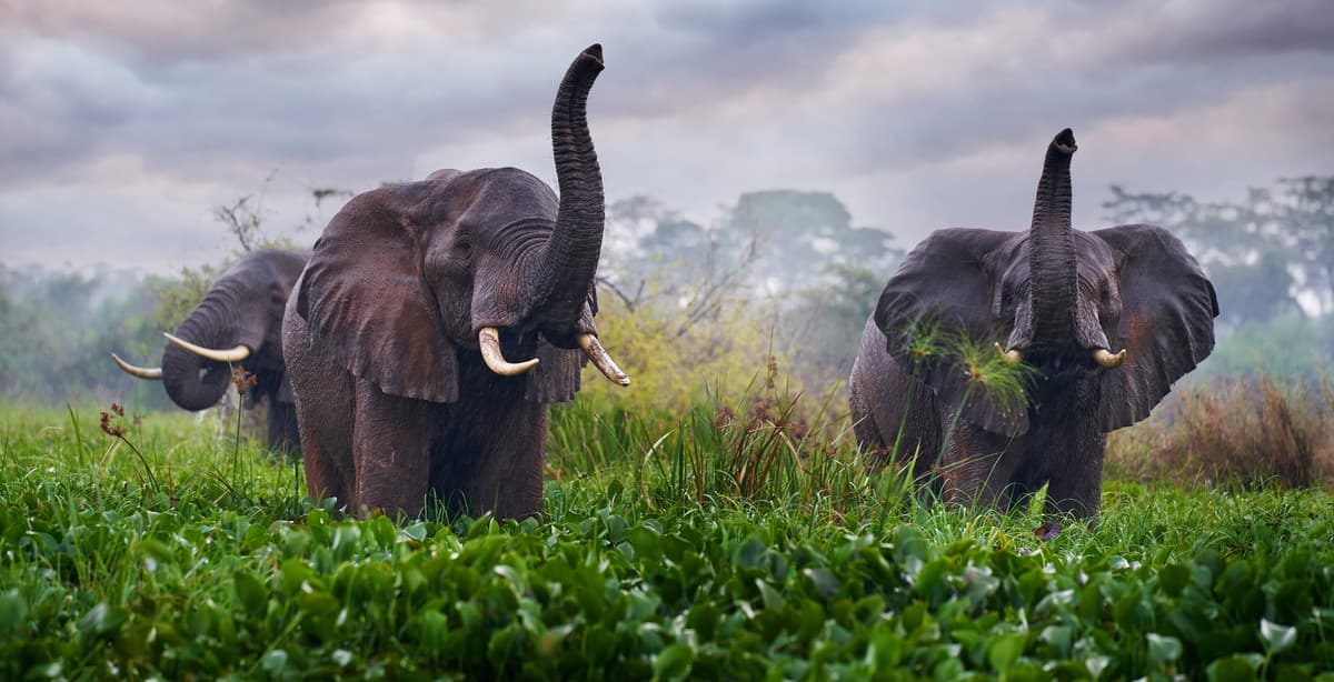 16 Tage Uganda: Die Perle Afrikas