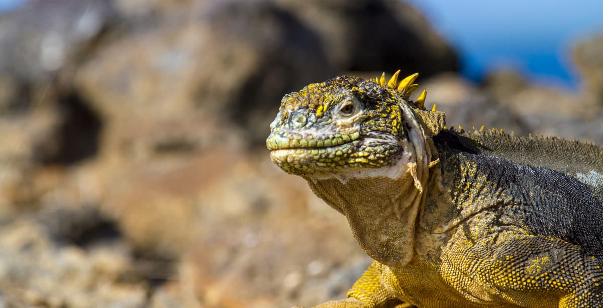 2-week discovery of Peru & Ecuador