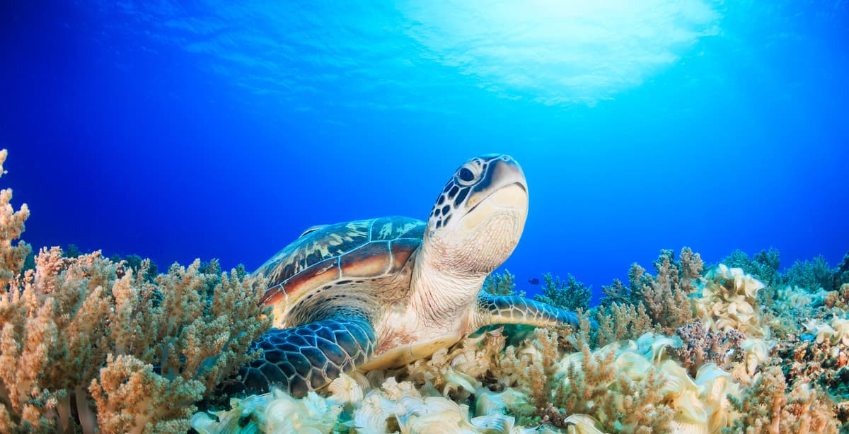 Island charms: Bali, Nusa Penida & Gili Air