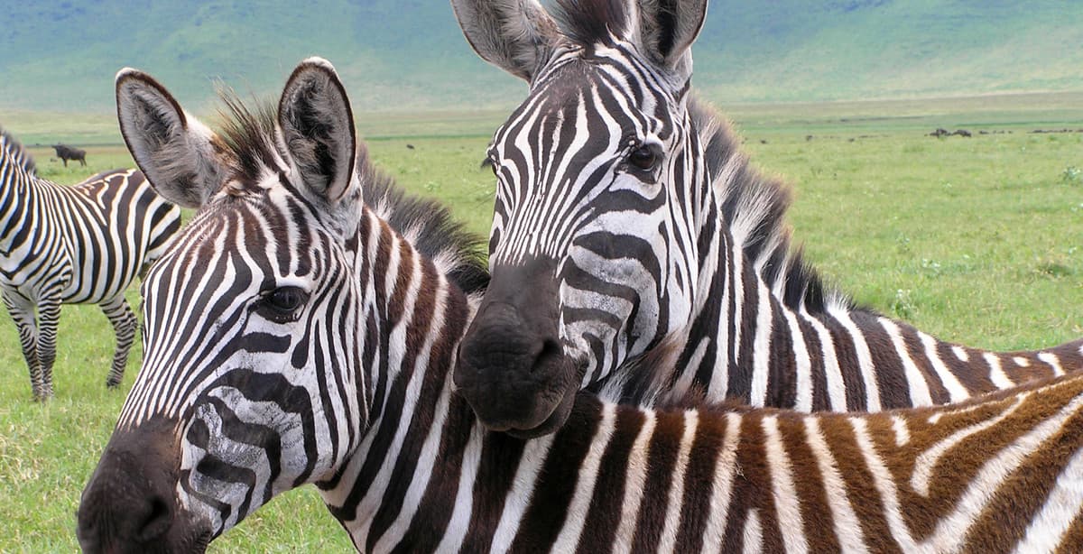 Experience authentic Tanzania: game drives & tribal visits