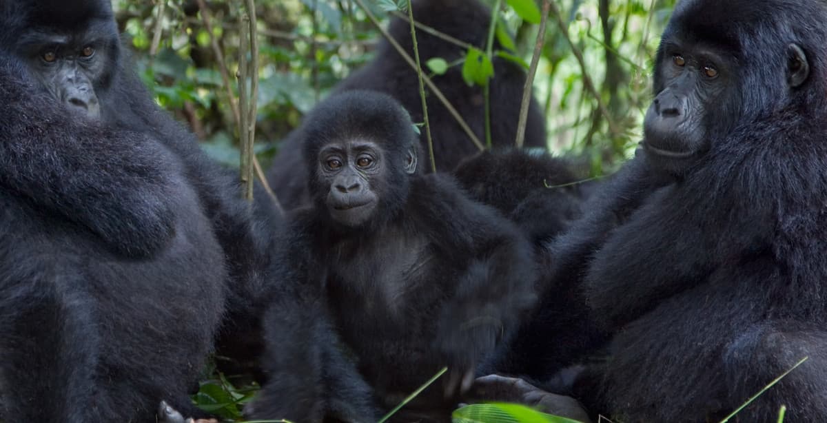Chimpanzee & gorilla trekking in Uganda