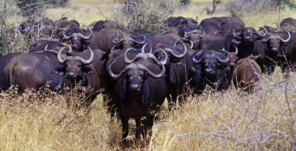 Uganda's best wildlife parks in 6 days