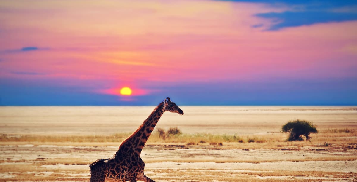 The Best Of Kenya In Two Weeks