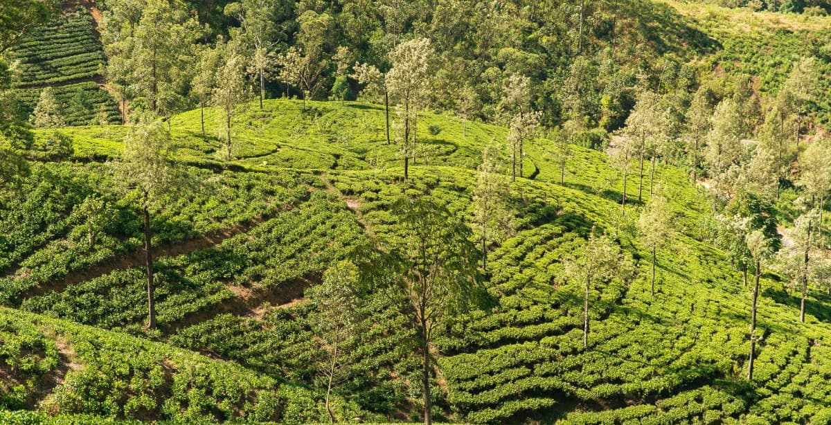 Adventure, nature & wildlife in Sri Lanka