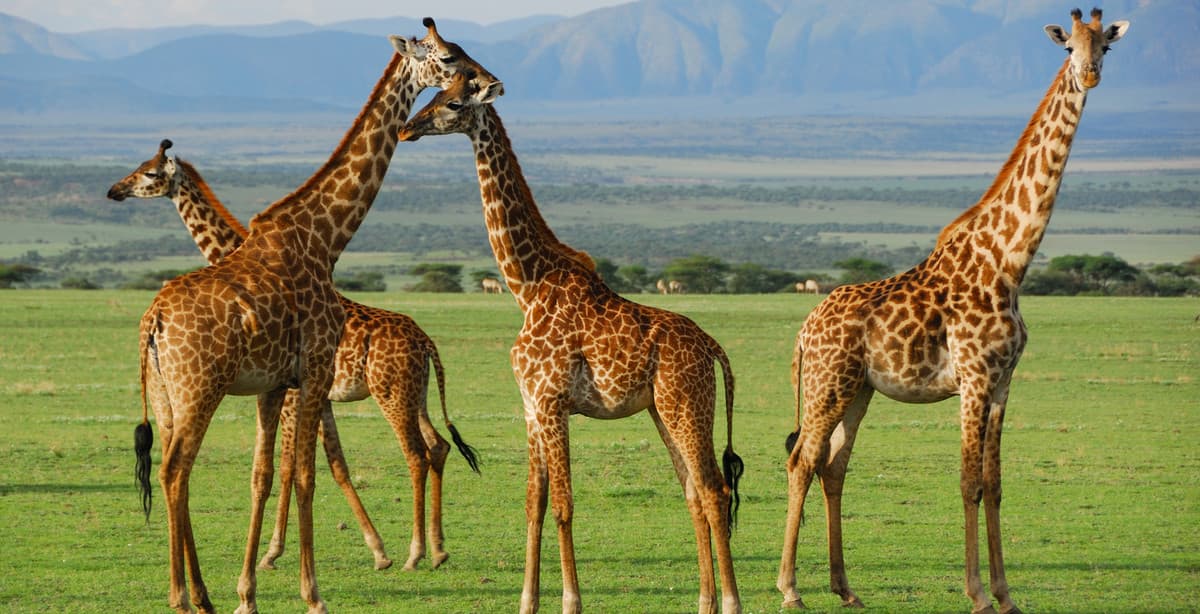 A true Tanzanian experience