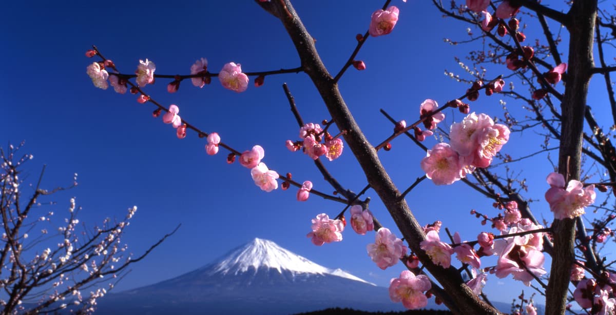 Die Pracht Japans während der Kirschblüte