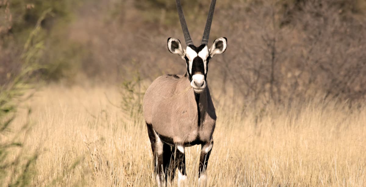 Desert to delta 10-day Botswana adventure