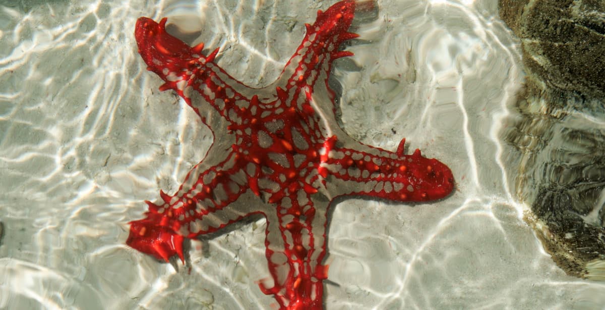 18-day Kenya safari with beach stay