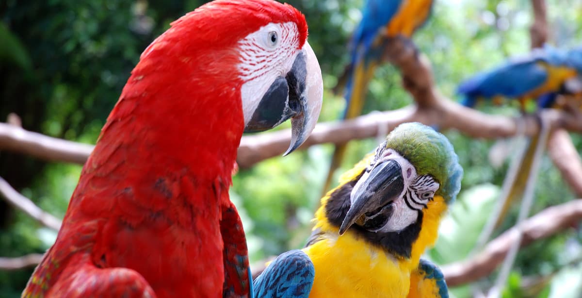 Brazil's Rio, Iguazu Waterfalls & Amazon