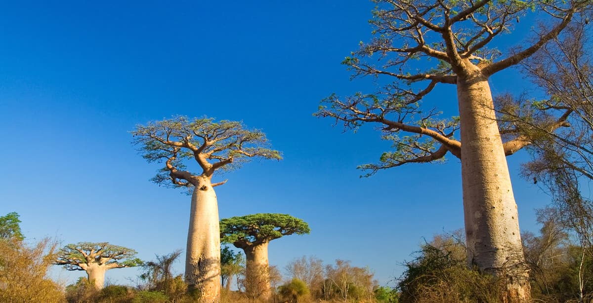 Madagascar's diverse parks, forests & beaches