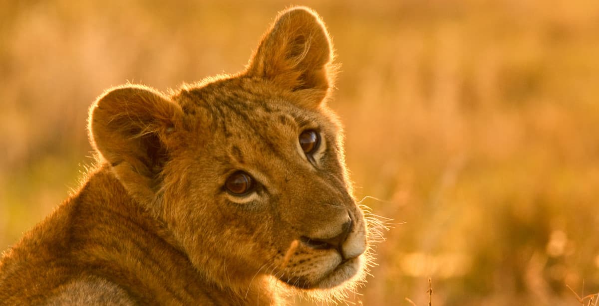 8-day safari in Kenya's Rift Valley regions