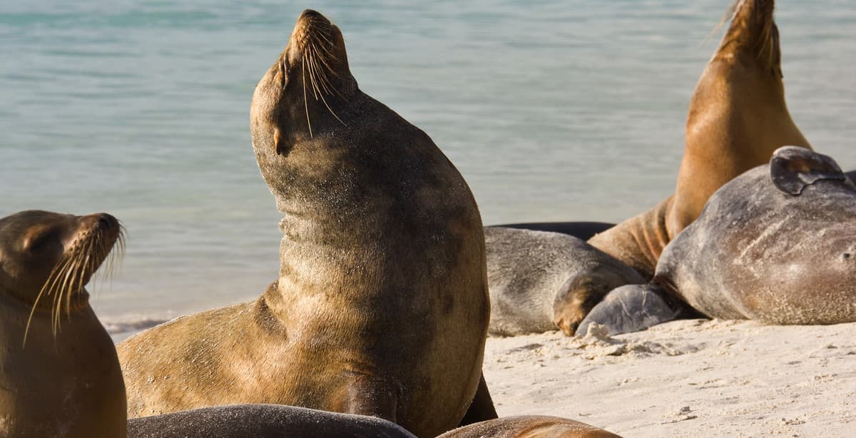 Ecuador self-drive: Andes, Amazon & Galapagos