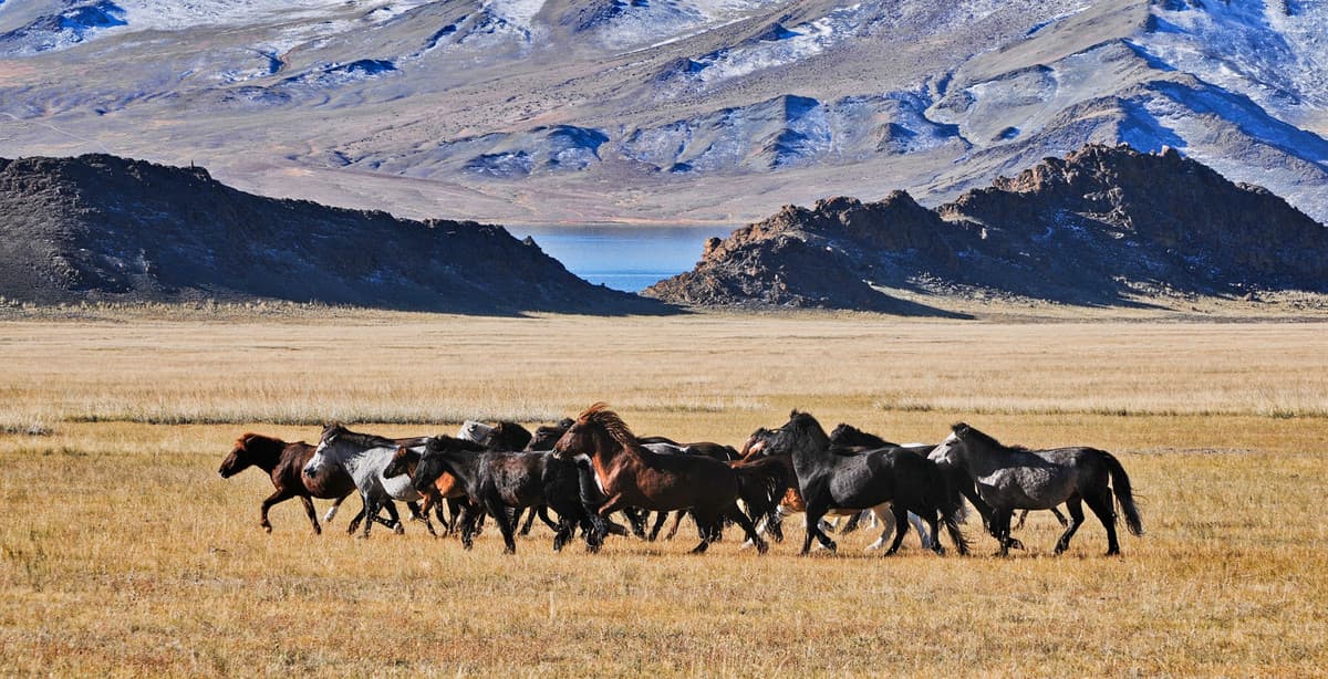 Highlights tour of picturesque Mongolia
