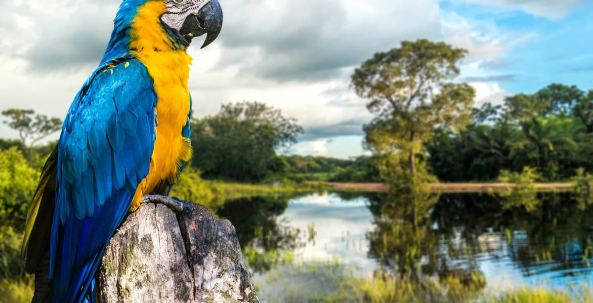 Brasilien: Natur- und Tierreise