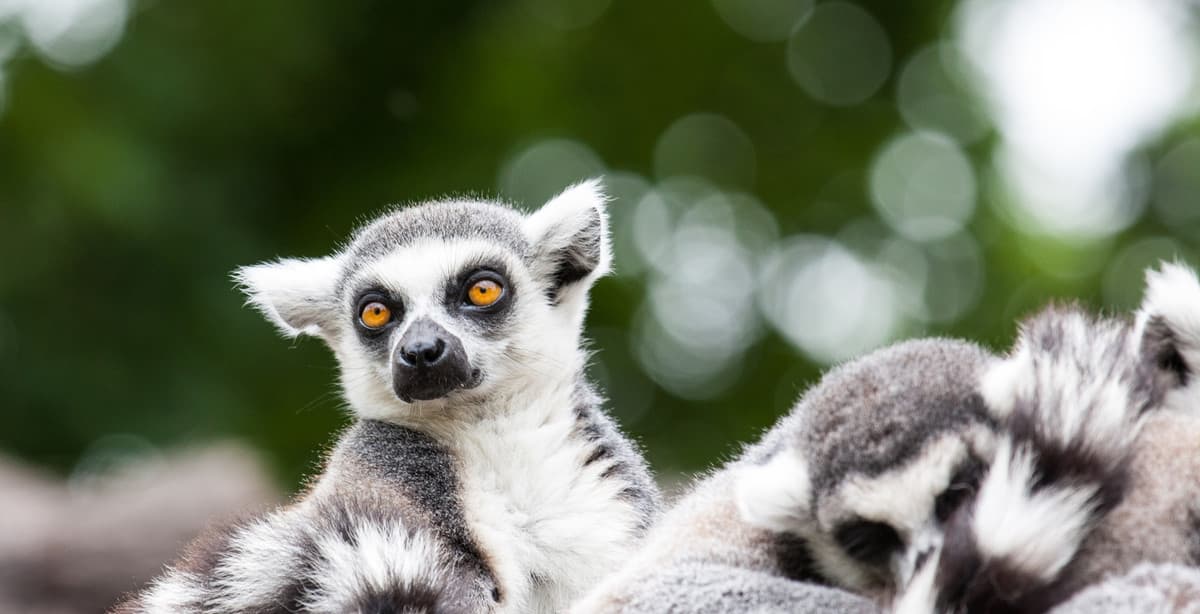 15-Day Madagascar Tour: Nature & Culture