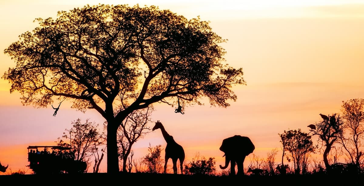 Safari Intensiv im wundervollen Südafrika