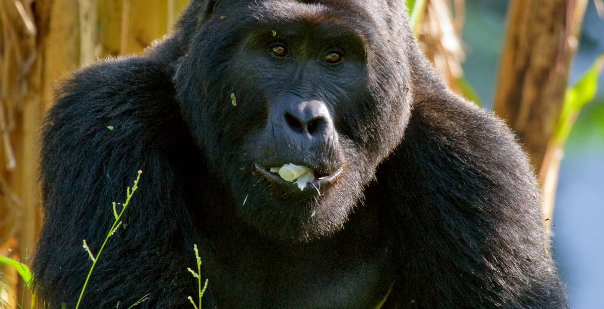 Two weeks in Uganda: culture & nature immersion