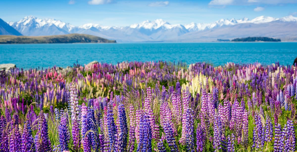 Winter honeymoon in New Zealand