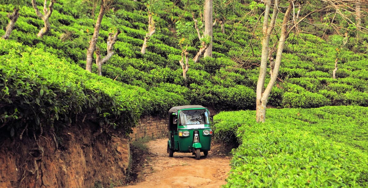 Enchanting Sri Lanka: exploring beaches, ruins & wildlife
