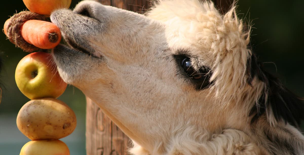 6 days in Peru with sustainable glamping under the stars